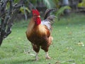 Rooster with Brilliant Red Comb Royalty Free Stock Photo