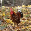 Rooster Royalty Free Stock Photo