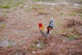 Rooster Royalty Free Stock Photo