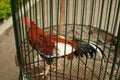 Rooster in cage