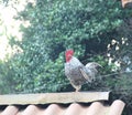 Rooster carijÃÂ³ Plymouth Rock Bird chicken roof Sao Paulo Brazil