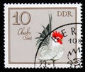 Rooster Chabo from the series German Cocks, circa 1979