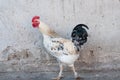 Rooster the champion Royalty Free Stock Photo