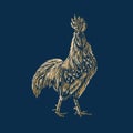 Rooster chicken cock farm gallinaceous  illustration Royalty Free Stock Photo