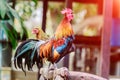 Rooster chicken cockcrow in the morning on the fence isolate whitebackground withclippingpath.