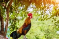 Rooster chicken cockcrow in the morning on the fence .