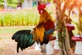 Rooster chicken cockcrow in the morning on the fence .