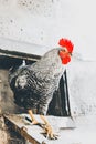 Rooster in the chicken coop. Domestic bird. Beautiful rooster. Agriculture. Chickens and roosters. Farm animals Royalty Free Stock Photo