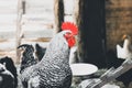 Rooster in the chicken coop. Domestic bird. Beautiful rooster. Agriculture. Chickens and roosters. Farm animals Royalty Free Stock Photo