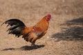 rooster chicken in the farm