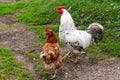 Rooster with chicken at the farmyard. Poultry farming