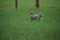 Free Ranging Black and White Rooster