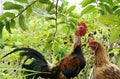 Rooster and chicken in the garden Royalty Free Stock Photo