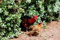 Rooster and chicken in the garden Royalty Free Stock Photo