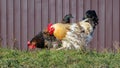 Rooster and chicken in the garden on the green grass Royalty Free Stock Photo