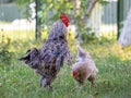 Rooster and chicken in the garden. Rooster with proudly raised head Royalty Free Stock Photo