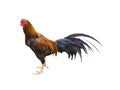 Rooster chicken isolated