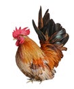 Rooster chicken isolated on white, cock, hen Royalty Free Stock Photo