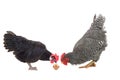 Rooster and chicken look at the golden egg Royalty Free Stock Photo