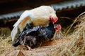 A rooster and a chicken mating in the hayloft. Big on top o Royalty Free Stock Photo