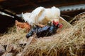 A rooster and a chicken mating in the hayloft. Big on top o Royalty Free Stock Photo