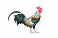 Rooster chicken standing isolate on white background