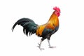 Rooster chicken standing isolate on white background Royalty Free Stock Photo