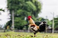Rooster or chicken on traditional free range poultry farm Royalty Free Stock Photo