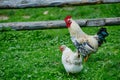 Rooster or chicken on traditional free range poultry farm Royalty Free Stock Photo