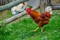 Rooster or chicken on traditional free range poultry farm Royalty Free Stock Photo