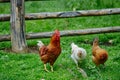 Rooster or chicken on traditional free range poultry farm Royalty Free Stock Photo