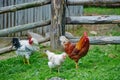 Rooster or chicken on traditional free range poultry farm Royalty Free Stock Photo