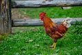 Rooster or chicken on traditional free range poultry farm Royalty Free Stock Photo