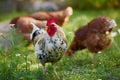 Rooster or chicken on traditional free range poultry farm Royalty Free Stock Photo