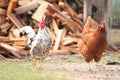 The rooster and the chicken walk by the farm