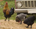 Rooster and chicken walking in the yard.