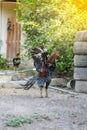 Rooster and Chickens