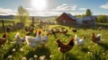 rooster chickens on a farm Royalty Free Stock Photo