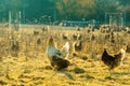 Rooster and chickens on field with dry grass