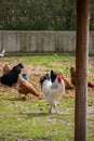 Rooster and Chickens. Free Range Cock and Hens. Royalty Free Stock Photo