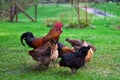 A rooster and Chickens. Free range cock and hens