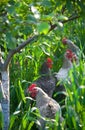 Rooster and Chickens. Free Range Cock and Hens Royalty Free Stock Photo