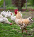 Rooster and Chickens. Free Range Cock and Hens Royalty Free Stock Photo