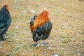 Rooster and Chickens. Free Range and Hens Royalty Free Stock Photo