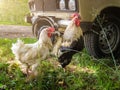 Rooster and Chickens. Free Range Cock and Hens in a village near a village russian car on a sunny day in the sun