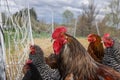 Rooster and chickens at the free range farm Royalty Free Stock Photo
