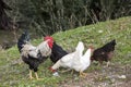 Rooster and Chickens. Free Range and Hens Royalty Free Stock Photo