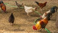 Rooster and chickens on a free range poultry farm Royalty Free Stock Photo