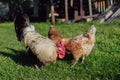 Rooster and chickens. Free-range poultry in the yard Royalty Free Stock Photo