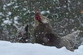 Crowing rooster and chickens of old resistant breed Hedemora from Sweden on snow in wintery landscape.